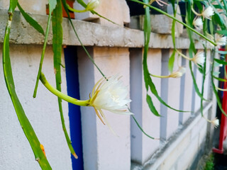 An ornamental flower, Epiphyllum oxypetalum or wijaya kusuma flower growing on the pot