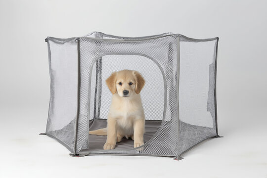 gray mesh portable pet fence with zippered entrance on clean white background, lightweight travel playpen for puppies or kittens, pop-up design for easy setup