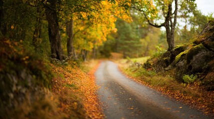 Obraz premium Golden autumn path through a serene Swedish forest with scattered leaves.