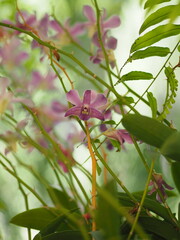 orchid flower in nature background