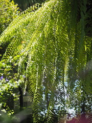 Fototapeta premium fern