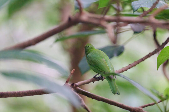 Golden-fronted Leafbird (Chloropsis aurifrons) perched on branch with lush green foliage in Hong Kong. Vibrant green bird with golden crown and blue throat.