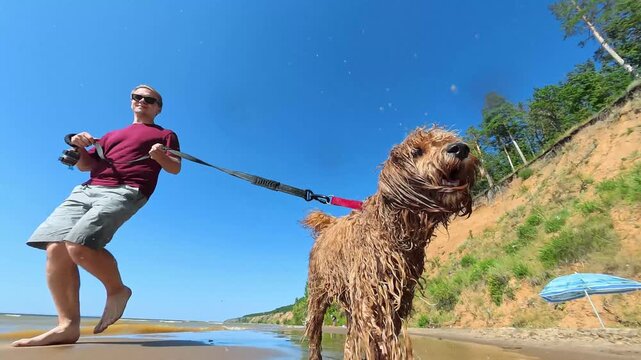 Curly brown wet dog walks on a leash with a man on the beach with splashes. Shot on an action camera.