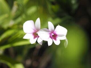 violet orchid flower