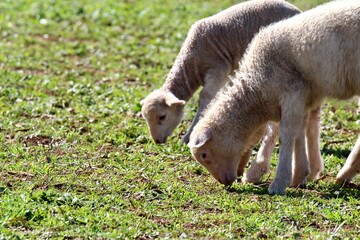 Spring lambs grazing together in a sunny green pasture