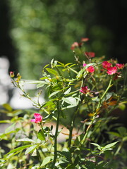 pink rose flower