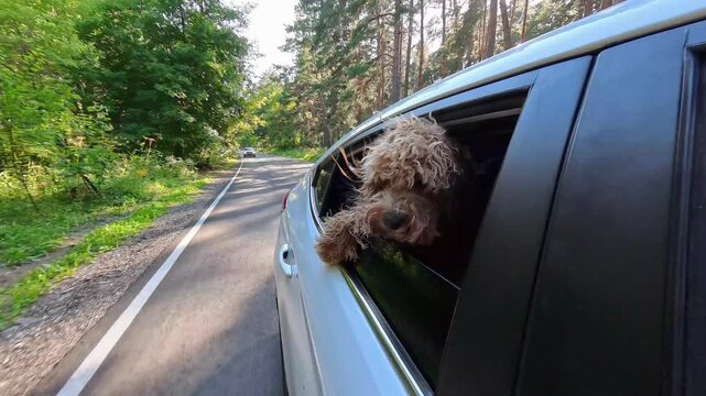 A brown curly-haired dog leans out of the car window in the summer. Shot on an action camera.