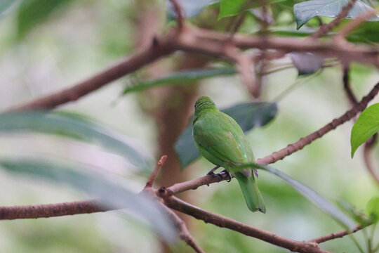 Golden-fronted Leafbird (Chloropsis aurifrons) perched on branch with lush green foliage in Hong Kong. Vibrant green bird with golden crown and blue throat.