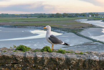 Seagull standing on stone wall overlooking coastal landscape at sunset in serene coastal environment