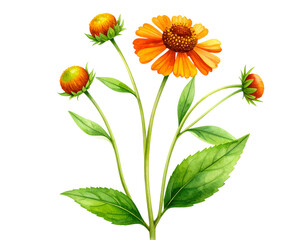 Watercolor Illustration of Gazania Stem with Bloom and Buds, isolated on transparent background