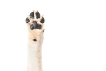 Labrador paw, closeup, isolated on white background