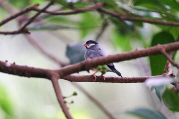Java Sparrow (Lonchura oryzivora) perched on branch with green leaves against blurred foliage background in Hong Kong.