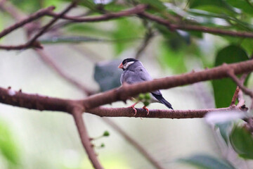 Java Sparrow (Lonchura oryzivora) perched on branch with green leaves against blurred foliage background in Hong Kong.
