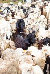 Naklejka premium The Herd of Indian Himalayan Goats on the Road, Himachal Pradesh, India.