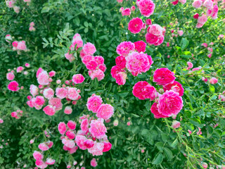 Bush of roses on bright summer day. Rose flower on background blurry pink roses flower in the garden of roses