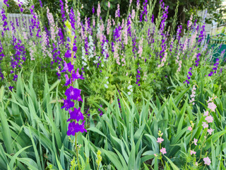 Naklejka premium Violet delphinium flower is a perennial ornamental plant