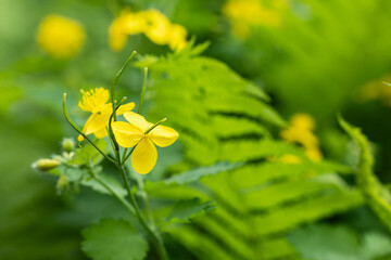 celandine flowers, medicinal plants celandine