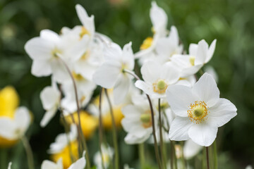 Fototapeta premium Anemonoides sylvestris also known as snowdrop anemone wood anemone and windflower with white blooms