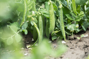 Fototapeta premium green peas in pods in the field close up