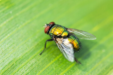 Common green bottle fly resting on a green leaf with blurred green background