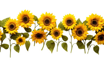 Naklejka premium PNG Vibrant sunflowers on white background