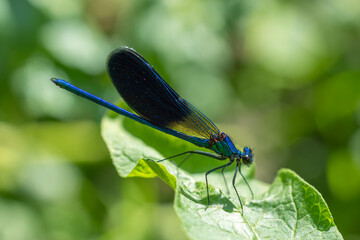 Blue dragonfly: beautiful demoiselle calopteryx virgo