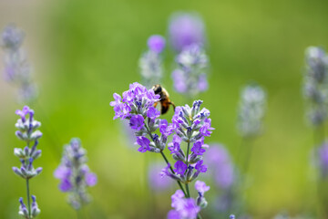 Obraz premium Lavender violet flowers on field at sunset