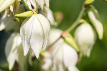 Inflorescences of Yucca filamentosa in the form of a panicle with white flowers in the botanic garden