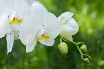 Obraz premium White orchids on the green background