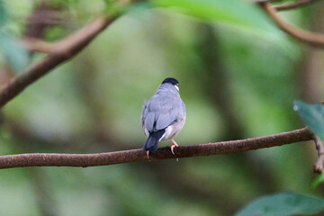 Java Sparrow (Lonchura oryzivora) perched on branch with green leaves against blurred foliage background in Hong Kong.
