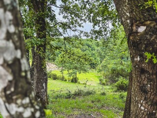 Fototapeta premium View of a Green Forest Clearing Between Two Tree Trunks