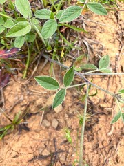 Close-up of a Wild Vetch Plant on the Ground