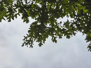 Silhouette of Oak Leaves Against a Cloudy Sky