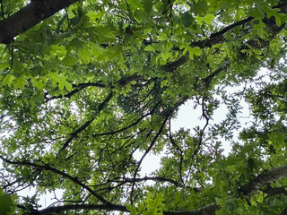 View Up into the Green Leaves of an Oak Tree