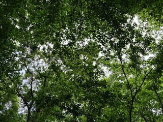 Fototapeta premium Abstract Pattern of Green Leaves Against the Sky