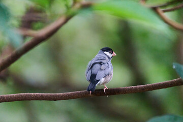 Java Sparrow (Lonchura oryzivora) perched on branch with green leaves against blurred foliage background in Hong Kong.