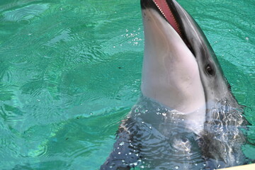 伊豆・三津シーパラダイスのかわいい目をしたイルカさん