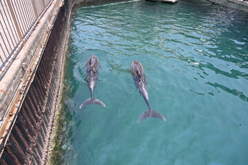 伊豆・三津シーパラダイスの仲良しイルカさん