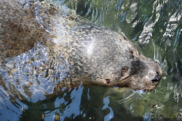 伊豆・三津シーパラダイスの熟睡しているアザラシ