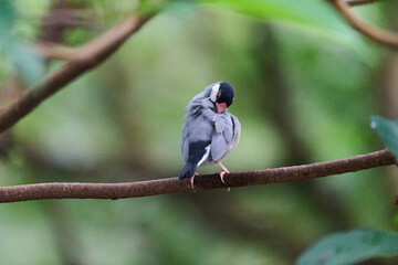 Java Sparrow (Lonchura oryzivora) perched on branch with green leaves against blurred foliage background in Hong Kong.