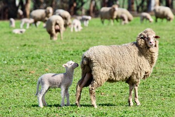 An Australian merino ewe with her newborn lamb in a green pasture paddock with the rest of the flock in the background
