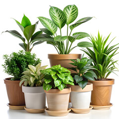 Obraz premium collection of six potted indoor plants green folia