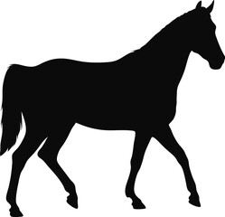 Black horse silhouette vector illustration of a wild stallion standing
