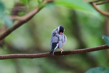 Java Sparrow (Lonchura oryzivora) perched on branch with green leaves against blurred foliage background in Hong Kong.