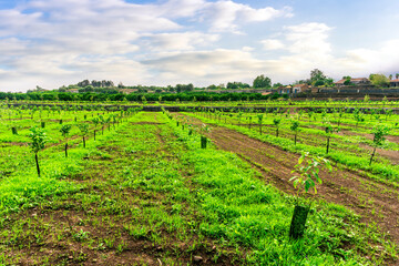 beautiful evening in a green field plantation of young plants and trees of a farmland garden with...