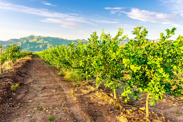 Obraz premium beautiful view in a green farm field with rows of rural plants and trees with amazing sunset or sunrise on background of agricultural landscape