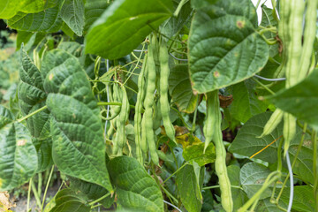 Cowpea plants in growth at vegetable garden