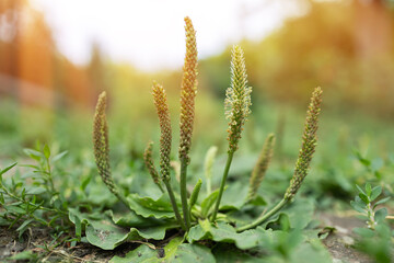 Plantain flowering plant with green leaf. Plantago major leaves and flowers broadleaf plantain, © eliosdnepr