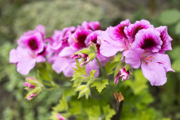 Pelargonium crispum Angel eyes, Geranium Angel's Perfume with Pink flowers