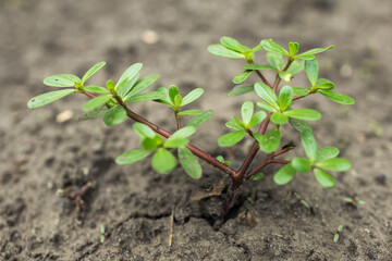 Purslane Portulaca oleracea, close-up in sunny outdoor.